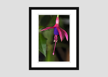 framed print - (Hummingbird Fuchsia HV) - 8"x10"