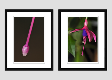 Both framed prints - (Hummingbird Fuchsia) - 8"x10" each