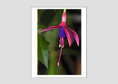 matted print - (Hummingbird Fuchsia HV) - 11"x14"