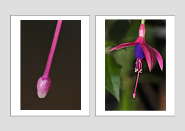 Both matted prints - (Hummingbird Fuchsia) - 11"x14" each