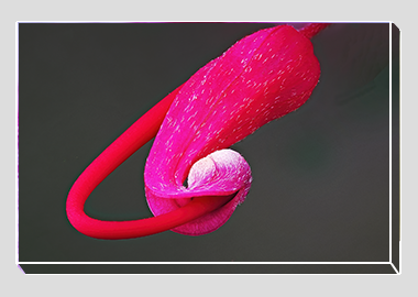 canvas print - (Hummingbird Grevillea HBV) - 8"x12"