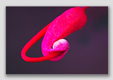 canvas print - (Hummingbird Grevillea HBV) - 8"x12"