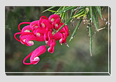 canvas print - (Hummingbird Grevillea HV) - 8"x12"