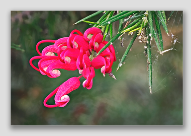 canvas print - (Hummingbird Grevillea HV) - 12"x18"