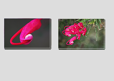 Both canvas prints - (Hummingbird Grevillea) - 8"x12" each