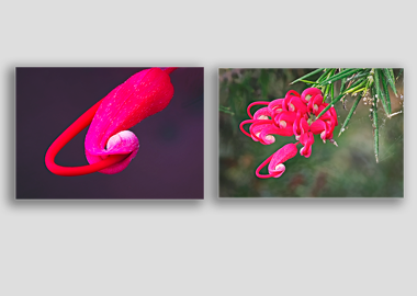 Both canvas prints - (Hummingbird Grevillea) - 8"x12" each