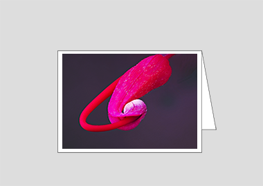 Fine art greeting card - (Hummingbird Grevillea HBV) – 4.5″x6.25″