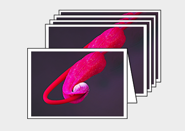 Package of 5 greeting cards - (Hummingbird Grevillea HBV) – 4.5″x6.25″