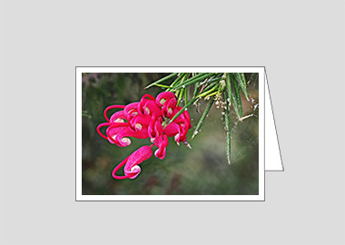 Fine art greeting card - (Hummingbird Grevillea HV) – 4.5″x6.25″