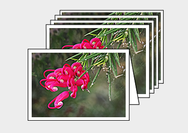 Package of 5 greeting cards - (Hummingbird Grevillea HV) – 4.5″x6.25″