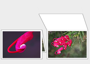 Fine art greeting card - (Hummingbird Grevillea) – 4.5″x6.25″