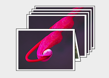 Package of 5 greeting cards - (Hummingbird Grevillea) – 4.5″x6.25″