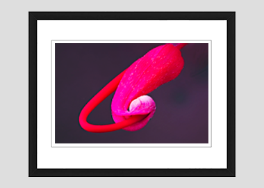 framed print - (Hummingbird Grevillea HBV) - 8"x10"