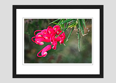framed print - (Hummingbird Grevillea HV) - 8"x10"