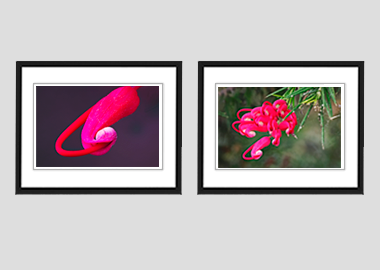Both framed prints - (Hummingbird Grevillea) - 8"x10" each
