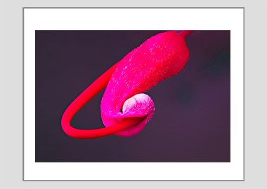 matted print - (Hummingbird Grevillea HBV) - 11"x14"