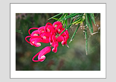 matted print - (Hummingbird Grevillea HV) - 11"x14"
