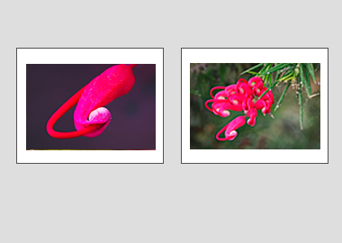Both matted prints - (Hummingbird Grevillea) - 11"x14" each