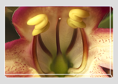 canvas print - (Illumination Flame HBV) - 8"x12"