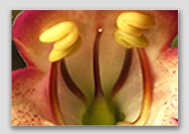 canvas print - (Illumination Flame HBV) - 12"x18"