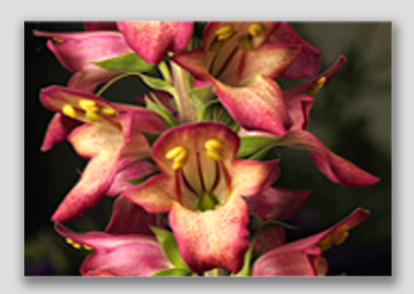 canvas print - (Illumination Flame HV) - 12"x18"