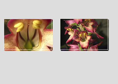 Both canvas prints - (Illumination Flame) - 8"x12" each