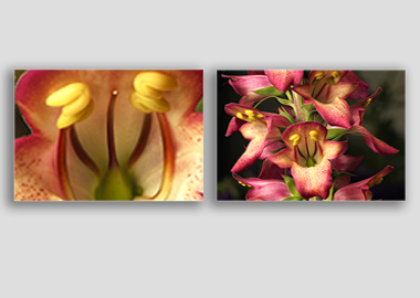 Both canvas prints - (Illumination Flame) - 8"x12" each