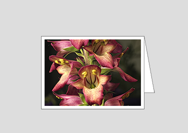 Fine art greeting card - (Illumination Flame HV) – 4.5″x6.25″