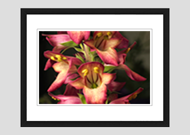 framed print - (Illumination Flame HV) - 8"x10"