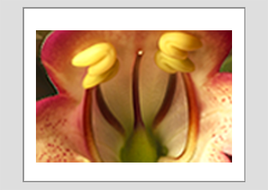 matted print - (Illumination Flame HBV) - 11"x14"