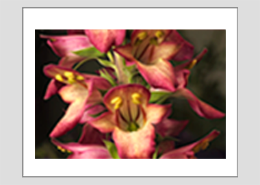 matted print - (Illumination Flame HV) - 11"x14"