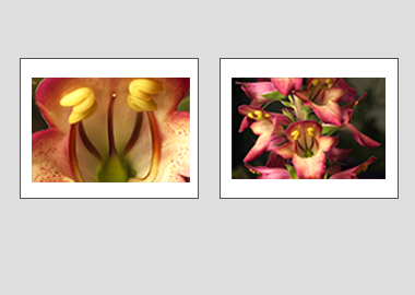 Both matted prints - (Illumination Flame) - 11"x14" each