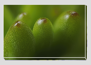 canvas print - (Jelly Bean Plant HBV) - 8"x12"