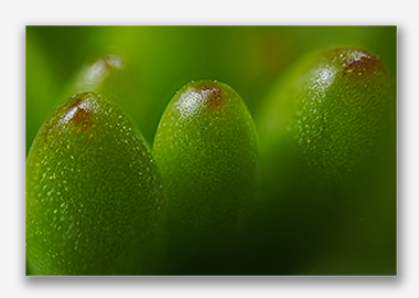 canvas print - (Jelly Bean Plant HBV) - 8"x12"