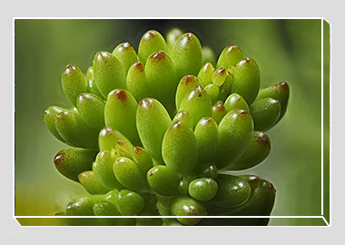 canvas print - (Jelly Bean Plant HV) - 8"x12"