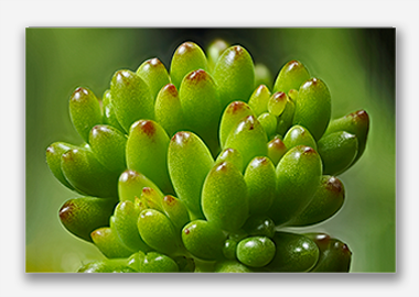 canvas print - (Jelly Bean Plant HV) - 8"x12"