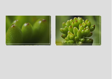 Both canvas prints - (Jelly Bean Plant) - 8"x12" each