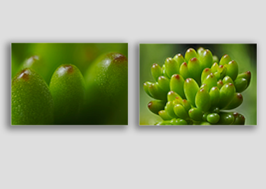 Both canvas prints - (Jelly Bean Plant) - 12"x18" each