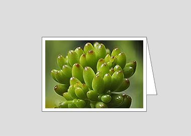 Fine art greeting card - (Jelly Bean Plant HV) – 4.5″x6.25″