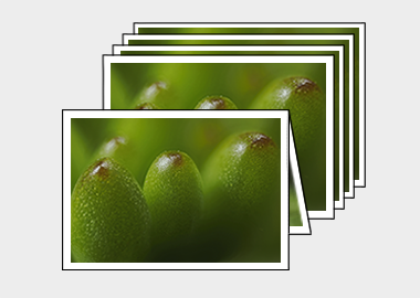 Package of 5 greeting cards - (Jelly Bean Plant) – 4.5″x6.25″