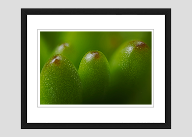 framed print - (Jelly Bean Plant HBV) - 8"x10"