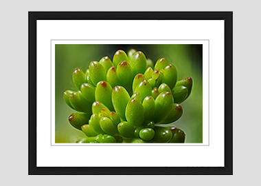framed print - (Jelly Bean Plant HV) - 8"x10"