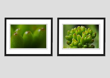 Both framed prints - (Jelly Bean Plant) - 8"x10" each