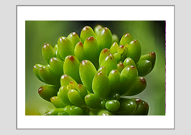matted print - (Jelly Bean Plant HV) - 11"x14"