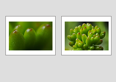 Both matted prints - (Jelly Bean Plant) - 11"x14" each