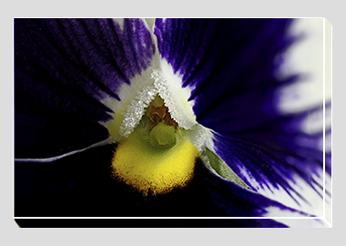 canvas print - (Lady's Delight Pansy HBV) - 8"x12"