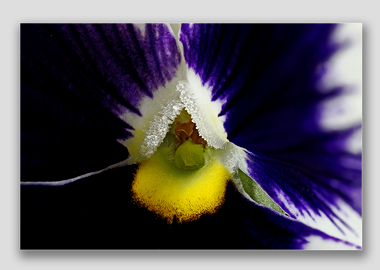 canvas print - (Lady's Delight Pansy HBV) - 12"x18"