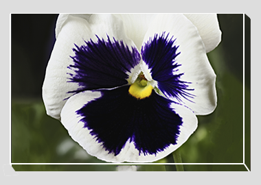canvas print - (Lady's Delight Pansy HV) - 8"x12"