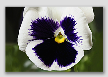 canvas print - (Lady's Delight Pansy HV) - 8"x12"