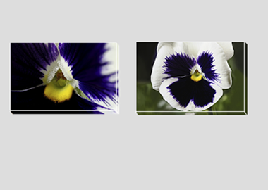 Both canvas prints - (Lady's Delight Pansy) - 8"x12" each